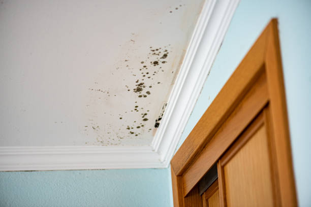 Best Mold Remediation for Specific Building Types in Mason, TX