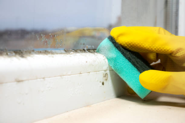 Best HVAC Mold Remediation in Mason, TX
