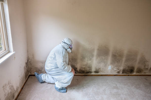 Best Attic Mold Remediation in Mason, TX