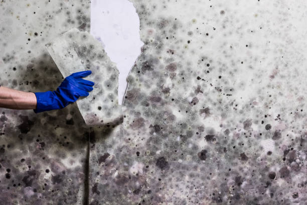 Best Basement Mold Remediation in Mason, TX